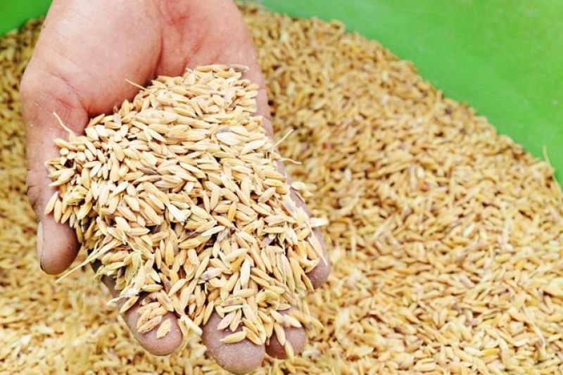 Th&ocirc;ng b&aacute;o việc đấu gi&aacute; đối với danh mục t&agrave;i sản: Th&oacute;c thu hoạch sau khảo nghiệm