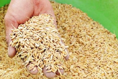 Th&ocirc;ng b&aacute;o việc đấu gi&aacute; đối với danh mục t&agrave;i sản: Th&oacute;c thu hoạch sau khảo nghiệm